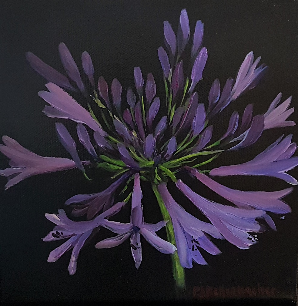 Agapanthus